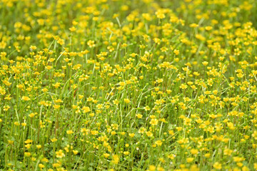 Fototapeta premium Creeping Spearwort (Ranunculus reptans) growing beside a remote Alaska stream.