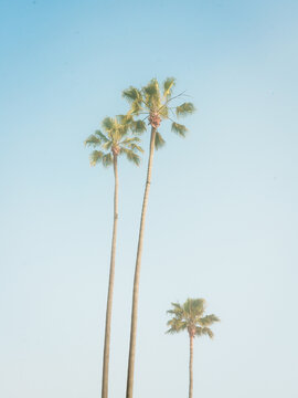 Palm trees in Laguna Beach, California