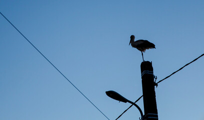 A majestic stork stands proudly on top of an old concrete streetlight pole against the evening sky. The bird's silhouette clearly stands out against the deep blue of the twilight descending on the vil © Олег Струс