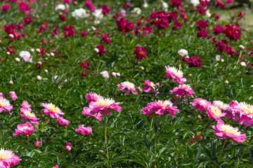 Fototapeta premium Varietal peonies blooming in a sunny garden space during spring season in full view