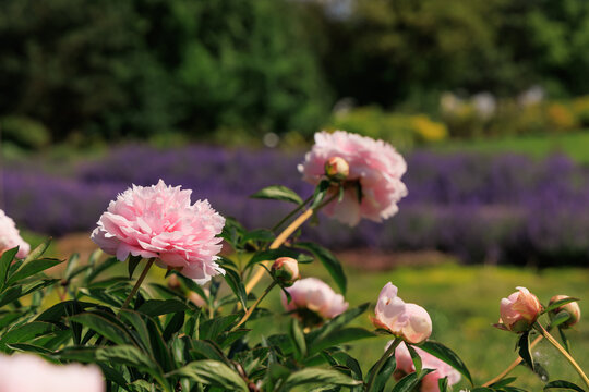 Varietal peonies bloom in a garden setting surrounded by lavender and greenery on a sunny day in late spring