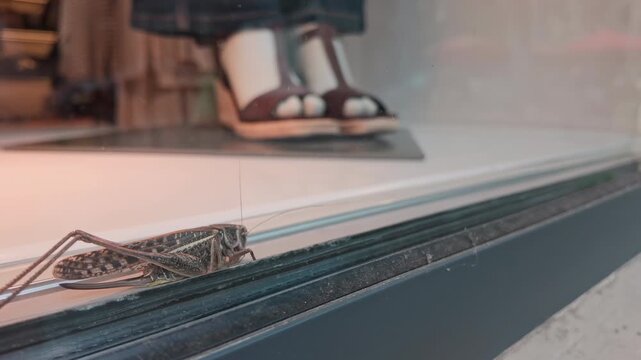 Female of great dark-grey bush-cricket sits on store front pane with showcase with mannequin in background at massive infestation time of long-winged wart-biter bush-cricket in urban area.