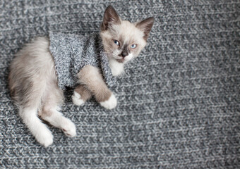 Small kitten in a grey sweater lying on a soft knitted blanket. Cute fluffy young cat wearing warm clothes relaxing at home. Cozy autumn or winter pet concept with copy space. © Tatyana Gladskih