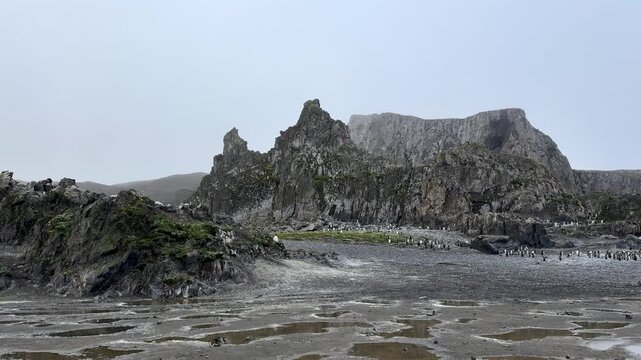 Wide Panorama of Gentoo Penguin Colony on Livingston Island Antarctica, white down feathers scattered across the colony mark final weeks of breeding season