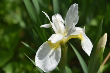 Fototapeta premium Beautiful White Siberian Iris in Early Summer Garden
