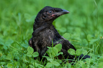 Fototapeta premium Close-up portrait of a young wild crow fledgling sitting in green grass and clover. Baby corvid bird in its natural environment in summer