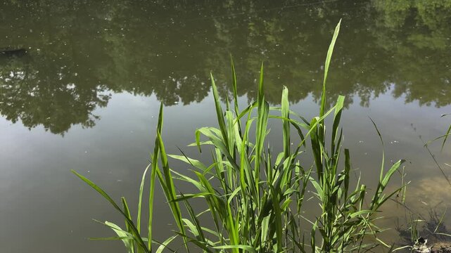 Green Reeds (Phragmites australis) by Calm Lake Water Reflecting Trees. Peaceful Nature Background, Tranquil Pond Videography.