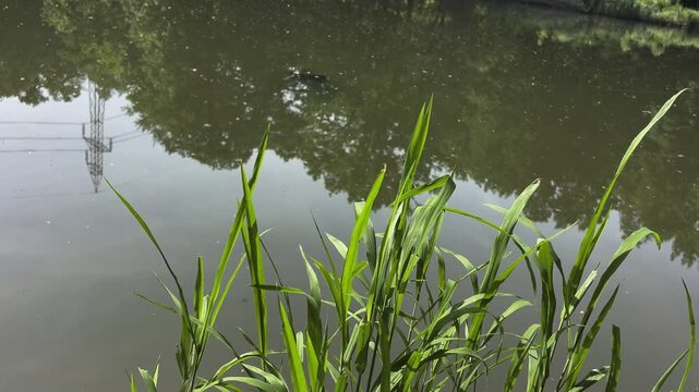 Green Reeds (Phragmites australis) by Calm Lake Water Reflecting Trees. Peaceful Nature Background, Tranquil Pond Videography.