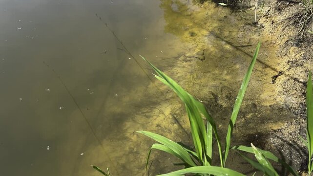 Fishing Rod Tip over Shallow Pond Water with Green Reeds (Phragmites australis) at the Edge. Quiet Angling Spot in Summer.