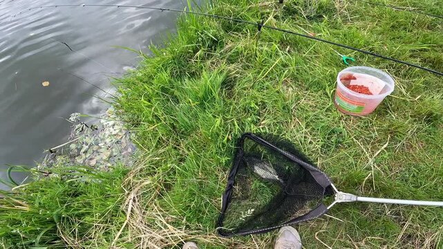 POV Fisherman Gear on Grassy Riverbank: Landing Net with Common Bream (Abramis brama) and Bait