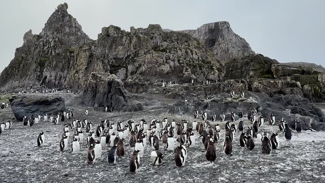 Wide View of Gentoo Penguin Breeding Colony on Livingston Island Antarctica, white down feathers cover the colony at the end of the breeding season