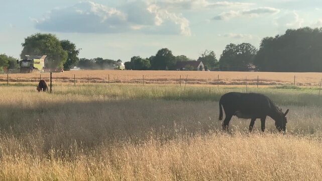 Landleben Pferde und Esel vor sommerlichen Erntearbeiten - Pferde und Esel grasen auf einer trockenen Sommerweide, w&auml;hrend im Hintergrund M&auml;hdrescher und Traktor Getreide ernten. L&auml;ndliche Szene 