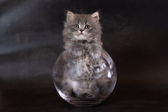 A British Shorthair kitten in a glass jar