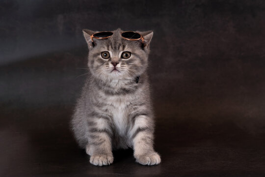 British Shorthair kitten wearing glasses