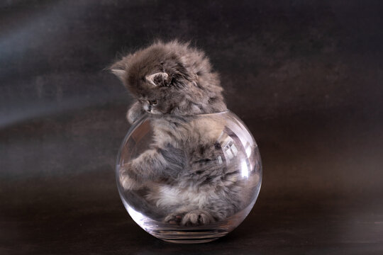 A British Shorthair kitten in a glass jar