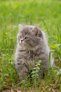  British Longhair kitten out for a walk in the grass