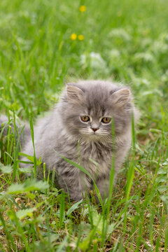  British Longhair kitten out for a walk in the grass