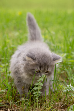  British Longhair kitten out for a walk in the grass
