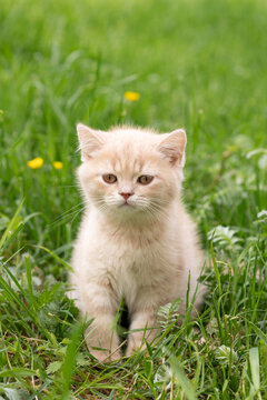 British Shorthair kitten out for a walk in the grass