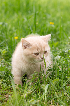 British Shorthair kitten out for a walk in the grass