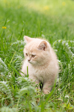 British Shorthair kitten out for a walk in the grass