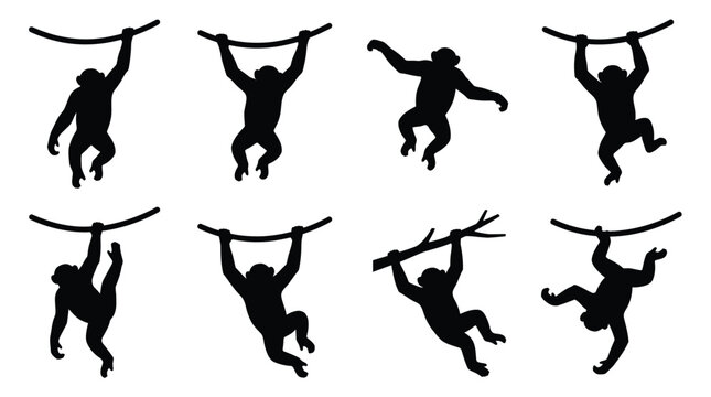 Set of black monkey silhouettes hanging and swinging from jungle vines and tree branches