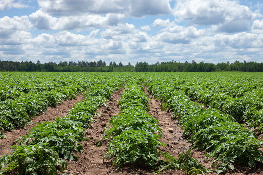 Rows of potato plants in a field below clouds in northern Minnesota on a sunny summer day
