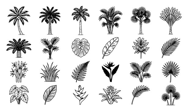 Hand Drawn Tropical Palm Tree Outline Collection Black and White Botanical Vector Illustration Set