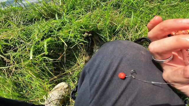 Close-up of Angler Holding Fishing Bait, Method Feeder and Red Boilie on Hair Rig Setup