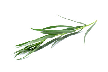 Fototapeta premium Sprig of fresh tarragon isolated on white