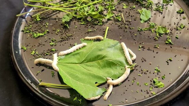 Silkworms Eat Fresh Green Leaf