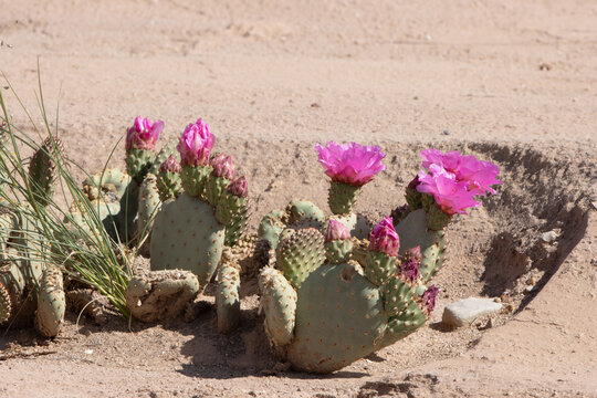 A beavertail cactus raises its deep pink flowers in the desert along Temple Mountain Road near Goblin Valley in Utah
