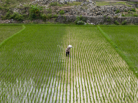 Aerial view of a farmer wearing a traditional hat matun or weeding a lush green rice paddy in the countryside of Piyungan, Special Region of Yogyakarta, Indonesia.