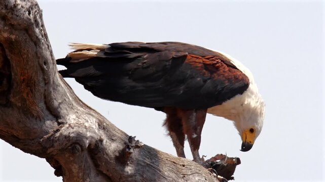 african fish eagle on his perch eating his catch, close 780
