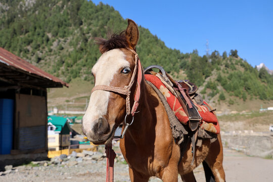 Brown saddle horse with a striking blue eye in Sonamarg, Kashmir, India, standing outdoors against a scenic mountain landscape on a sunny day, showcasing equestrian tourism and Himalayan beauty.