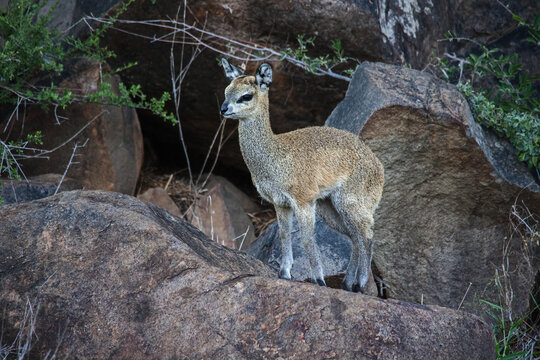 Imature Klipspringer (Oreotragus oreotragus) 9824
