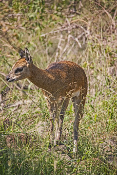 Immature Klipspringer (Oreotragus oreotragus) 9870