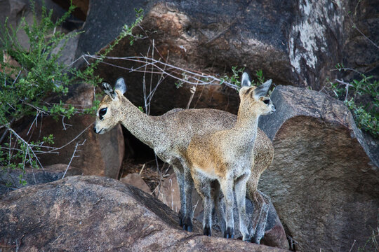 Klipspringer (Oreotragus oreotragus) ewe with lamb 9834