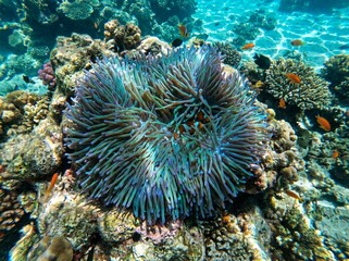Obraz premium Vibrant Clownfish Sheltered Within Large Sea Anemone on Reef