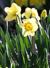 Obraz premium Yellow Daffodils in Springtime
