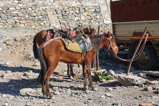 Saddled pony horses waiting for tourists in Sonamarg, Kashmir, India, at a mountain trekking base, representing horseback travel, local transportation, and Himalayan tourism.