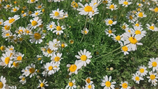 Close-up panorama from above of field of blooming wild chamomile flowers (Matricaria chamomilla) featuring white petals and vibrant yellow centers growing in dense green grass on bright sunny day