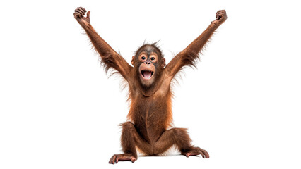 Funny small furry baby chimpanzee monkey jumping with arms wide isolated on transparent background cut out © novachev-png