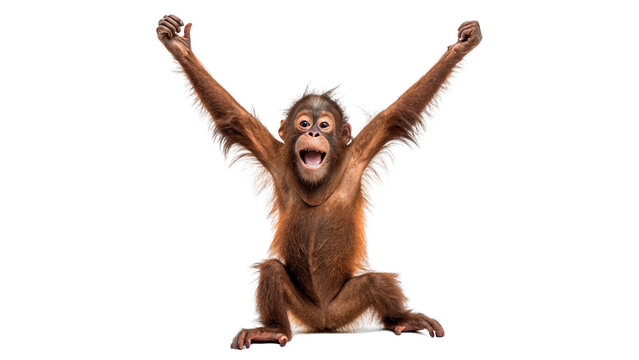 Funny small furry baby chimpanzee monkey jumping with arms wide isolated on transparent background cut out