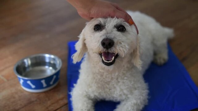 An owner caresses a white Bichon Frise dog resting on a blue cooling pad next to a water bowl. The pet pants with an open mouth inside a home during hot summer weather.