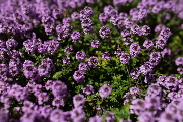 Obraz premium Flowers in a botanical garden on a sunny summer day. Concept: Plant care in a city park, attractions for tourists interested in biology and gardening