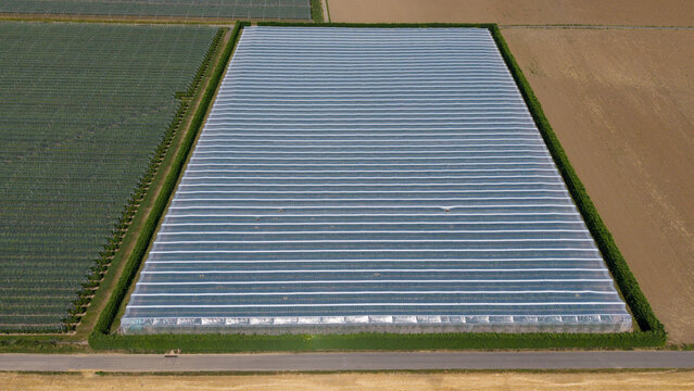 Luftaufnahme von Folientunneln und Plantagen bei Bornheim Merten