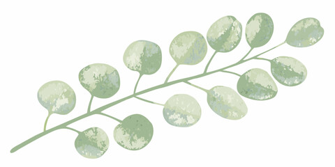 Watercolor eucalyptus branch illustration with rounded leaves on a white background © Anik
