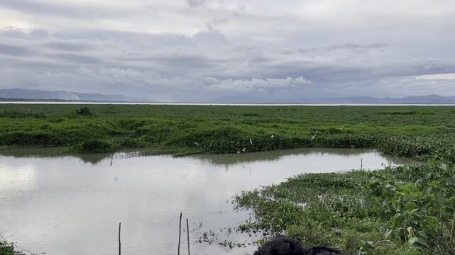A flock of birds fishing in the water