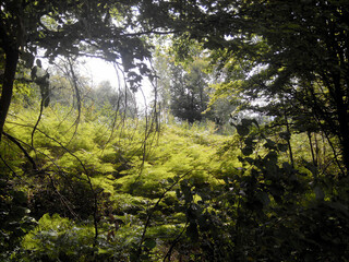 Fototapeta premium Fern by the road.